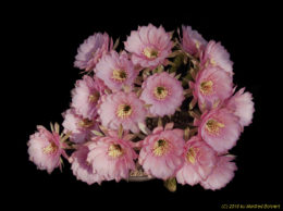 Lobivia cardenasianum 1629 
